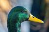 Mallard_(Anas_platyrhynchos)_male_head