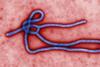 Ebola_virus_virion