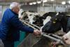 Low-Res_hristov-reaching-out-to-cows