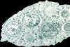 960px-Wolbachia