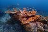 Elkhorn_coral,_the_Florida_Keys_-_52930726658