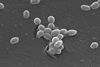 800px-Enterococcus_faecalis_SEM_01