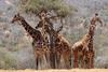 Low-Res_Giraffes 1