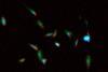 LiveCell0518MovieLabel (002)