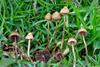 1599px-Psilocybe_mexicana_Veracruz