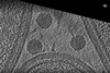phage vid