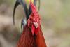 Gallus_gallus_domesticus_475938256