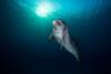 Eilat_Dolphin_Reef_(3)