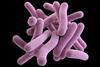 Low-Res_WCM_Tuberculosis_Bacteria_2017_resize