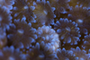 Low-Res_Oculina Polyps_08_300dpi Credit Shani Levy