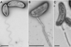 Caulobacter