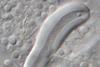 Aspergillus_ustus_Hulle_cell