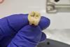 Low-Res_Jerash tooth 2 - May 2022 - Credit Greg O'Corry FAU-Crowe