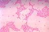 Bacteroides_thetaiotaomicron (1)