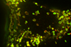 Mitochondrial_OMM_and_matrix_in_MEF_WT_CCCP