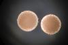 Streptomyces_hygroscopicus