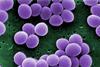 780px-Staphylococcus_aureus_VISA_2