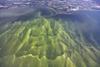 Lake_Erie_HABs_Aug_2017_(36320343650)