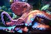 Octopus_in_the_New_England_Aquarium