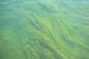 Detroit_River_Blue-Green_Algae_(5842556937)