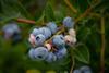 pexels-nc-farm-bureau-mark-2473456