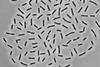 Granulicella_sibirica