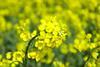 oilseed