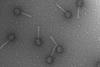 Bacteriophage_P2