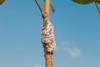 Low-Res_lacinsect2_Sourajyoti Pal