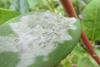 Low-Res_mkbradshawblueberryfungus1500