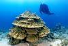 Low-Res_Porites evermanni
