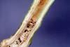 Ralstonia_solanacearum_symptoms