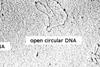 Plasmid_em-en