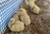 thumbnail_chicks