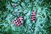 Dengue_Virus_Particles_(53232416990)