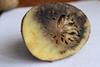 960px-Phytophthora_infestans_5616