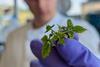 Low-Res_raspberry plantlet used as protoplast source 5