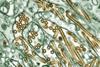 Colorized_transmission_electron_micrograph_of_Avian_influenza_A_H5N1_viruses