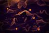 Nipah_Virus_(47965850372)