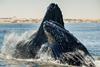 Low-Res_Whale Photo 1