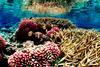 Coral_reef_09