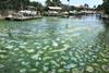 Low-Res_cape-coral-habs-lake-o-study