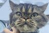 Low-Res_Cats Oren Peer 1 Credit Koret School of Veterinary Medicine