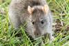 Rattus_norvegicus_-_Brown_rat_03