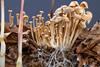 Epipogium_aphyllum_interacting_with_Gymnopus_confluens_mycelium_–_habitat_diorama_detail_by_Sebastian_Brandt_(Reco-Brandt)