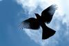 Bird_silhouette_flying_in_the_sky