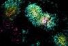 Low-Res_MIT-SlowRelease-01-press