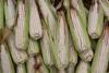 Corn_-_Zea_mays