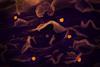 Nipah_Virus_(47965850372)
