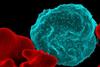 Malaria-infected_Red_Blood_Cell